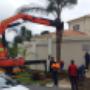 Tree Transplanting