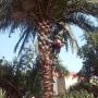 Tree Trimming