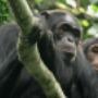 Chimpanzee tracking Kalinzu Forest
