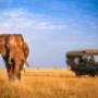 Masai Mara game Drive