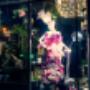 Florists Cape Town