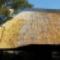 Thatch-Fire-Retardant