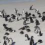 Cape Point and Penguins Tour