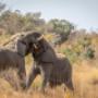 Elephants fighting