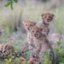 Family of Cheetahs