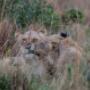 Lions cuddling