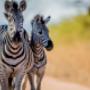 Zebras