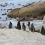 Cape Town African Penguins