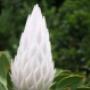 National Flower Cape Town