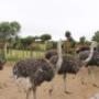 Ostrich Farm Cape Town