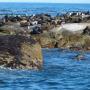 Seals at Seal Island Hout Bay
