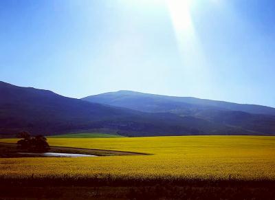 Canola-Season-Caledon