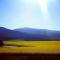 Canola-Season-Caledon