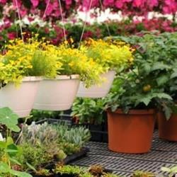 Assagay Nursery