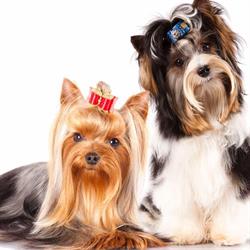 Pampered Pooch Dog Grooming Parlour