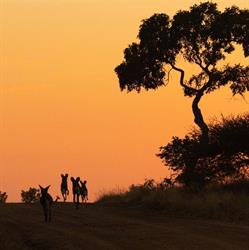 Kambaku River Lodge