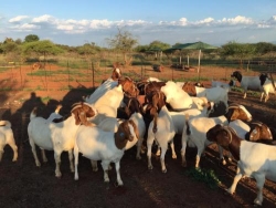 All Livestock Trade