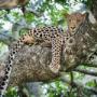Wildlife