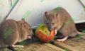 Rodent Control