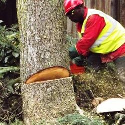 Ebenezer Tree Felling