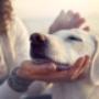 Pet Protection