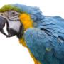 Cape Town Pet Shop