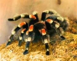 Randgate Pets and Plants