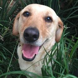 Active Pets Kennels and Day care