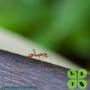 Ant Control
