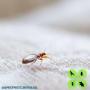 Bed Bug Fumigation
