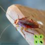 Cockroach Control