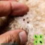 Flea Control
