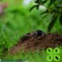 Mole Control
