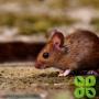 Rodent Control