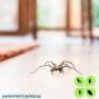 Spider Control