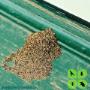 Termite Control