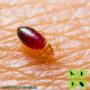 Tick Control