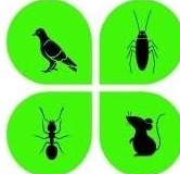 Dpest Pest Control Services