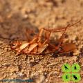 Facts About Cockroaches