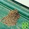 Termite-Droppings