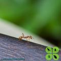 Ant