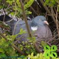 Bird Control