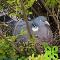 Bird-Nest