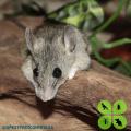 Rodents