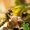 Wasp