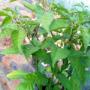 Carolina Reaper