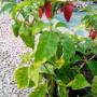 Dorset Naga