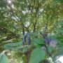 Tree of Life