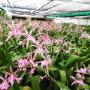 Eikenhoff-Orchid-nursery-02-1080x1080