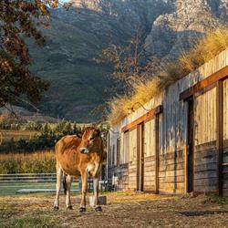 Farm Sanctuary SA